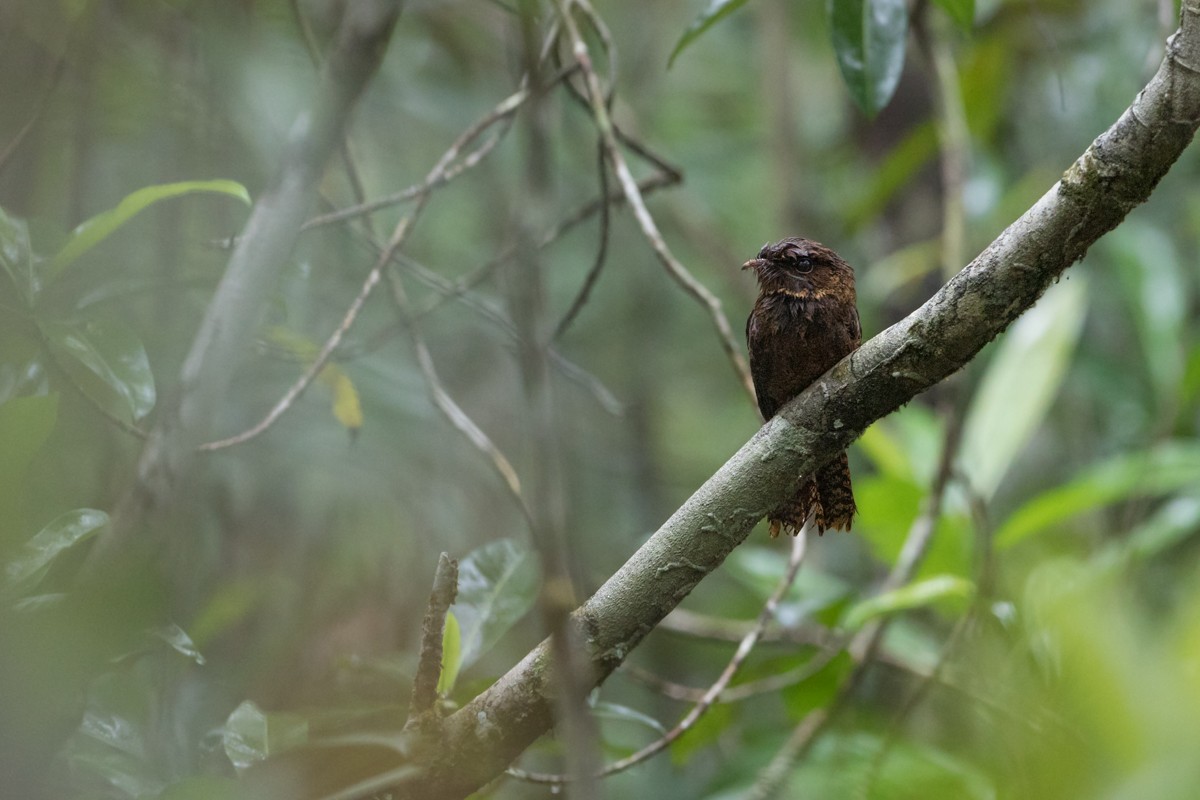 Rufous Nightjar - ML116304351