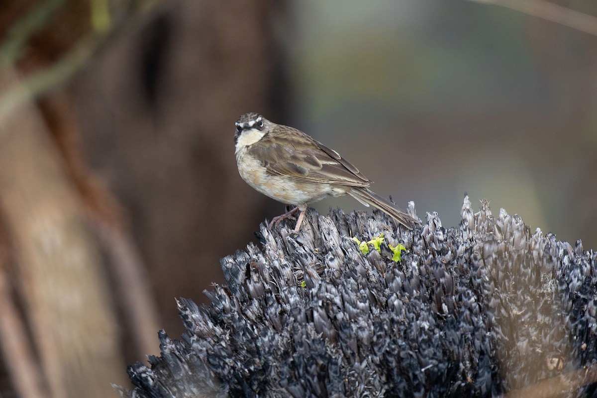 Alpine Pipit - Kristof Zyskowski