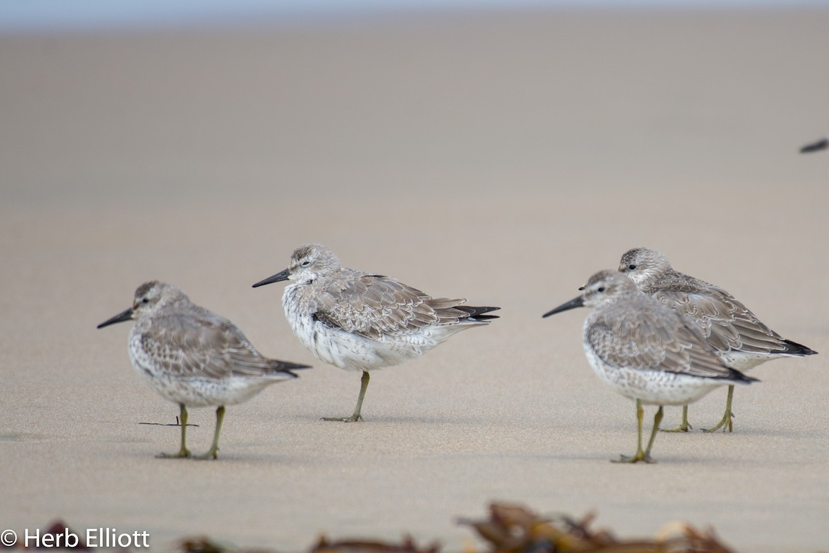 Red Knot - Herb Elliott