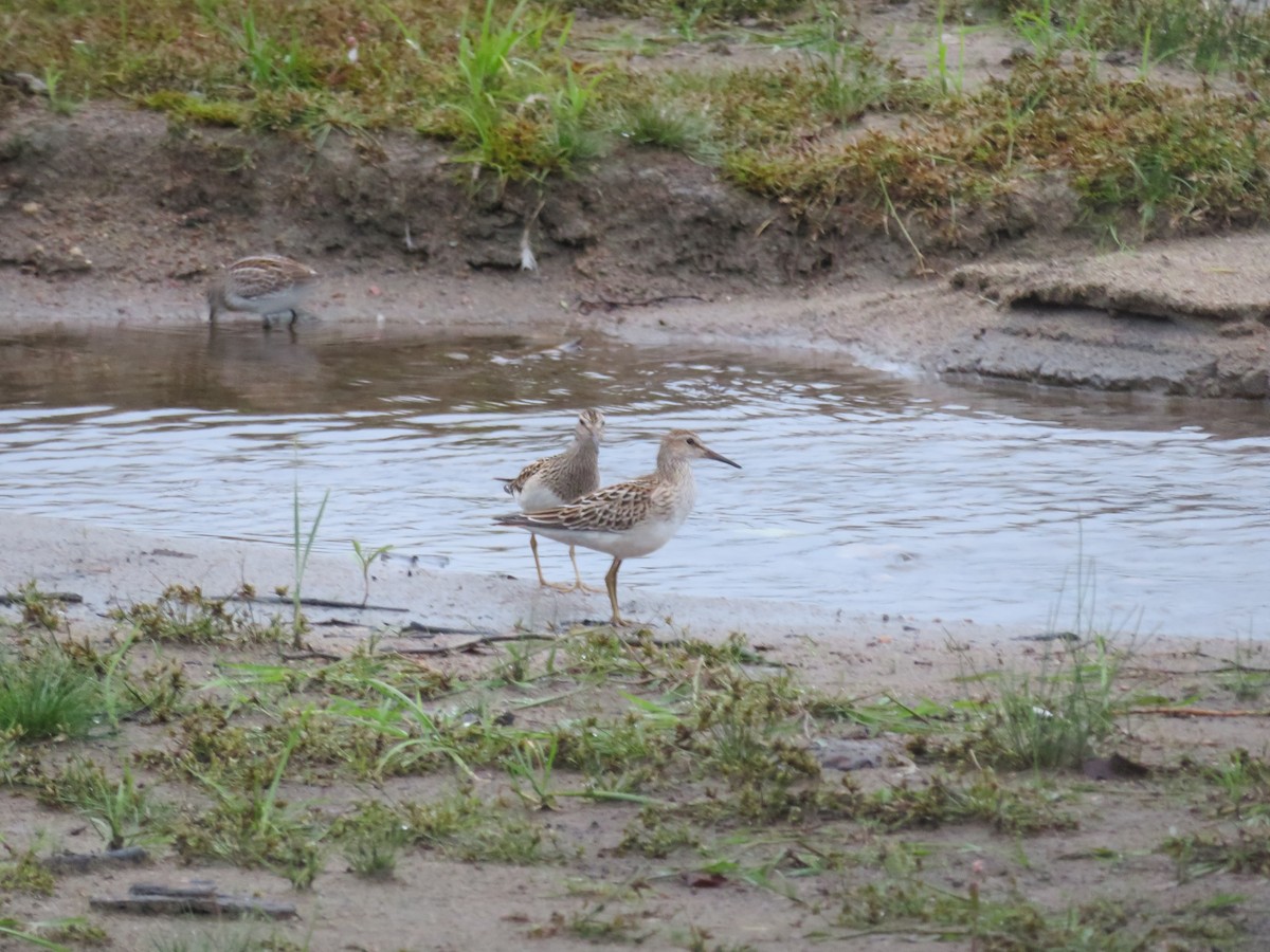 Pectoral Sandpiper - ML116308141