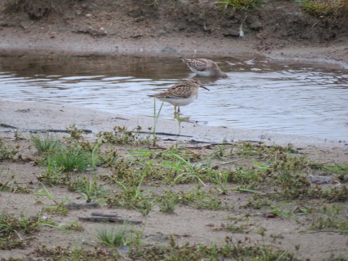 Graubrust-Strandläufer - ML116308201