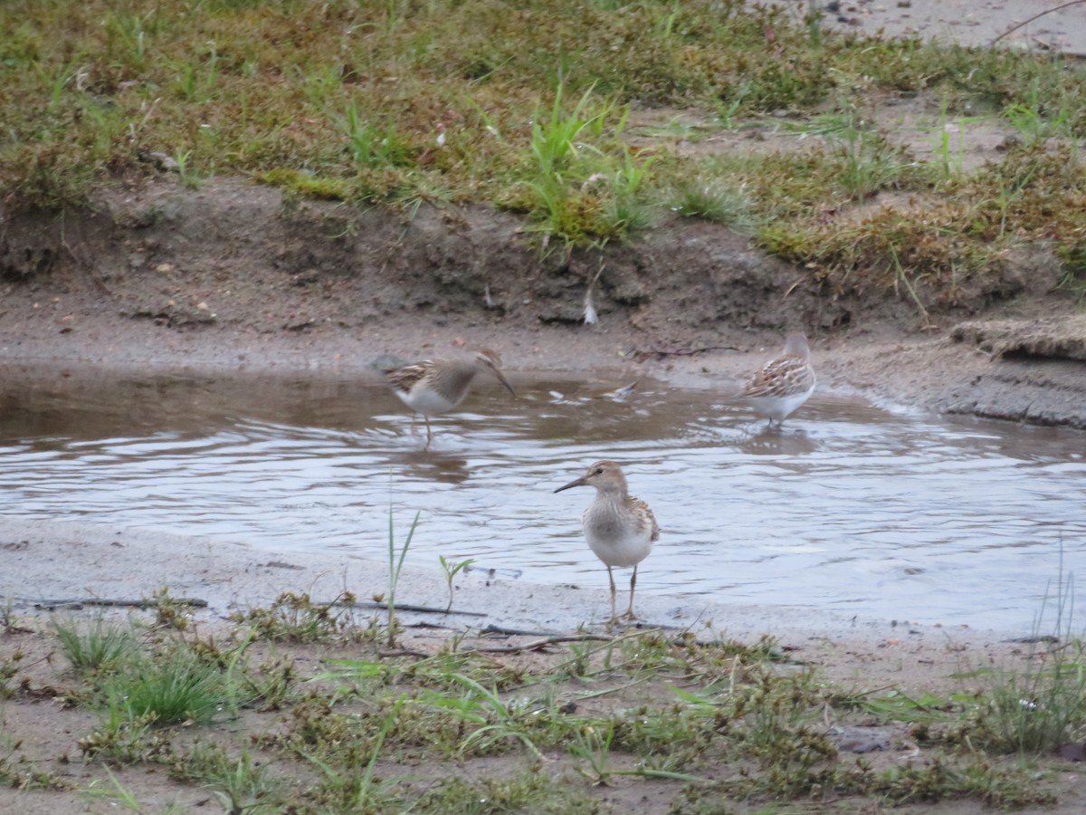 Graubrust-Strandläufer - ML116308211