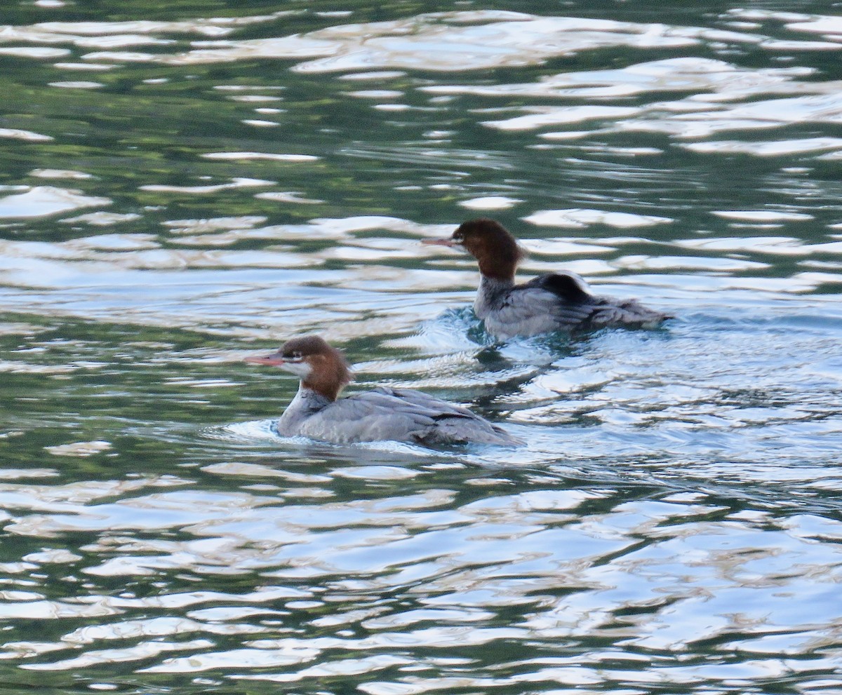 Common Merganser - ML116309051