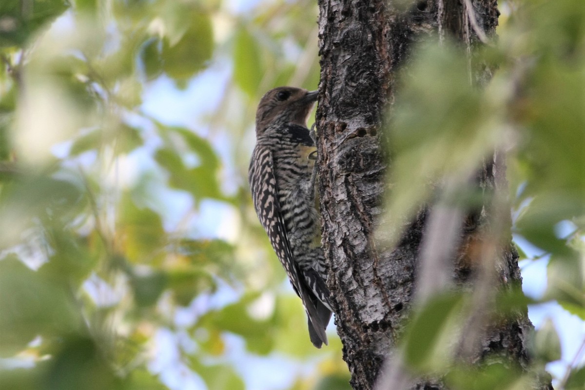 Williamson's Sapsucker - Wyatt Egelhoff