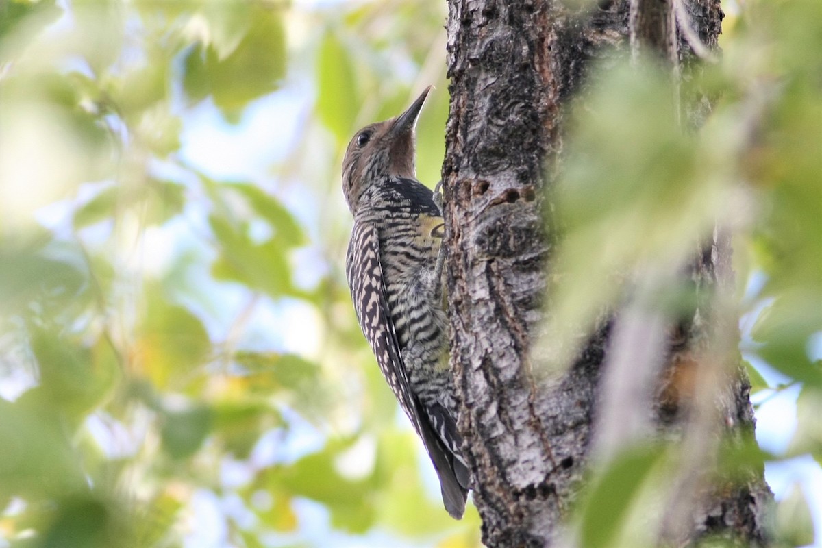 Williamson's Sapsucker - ML116310321