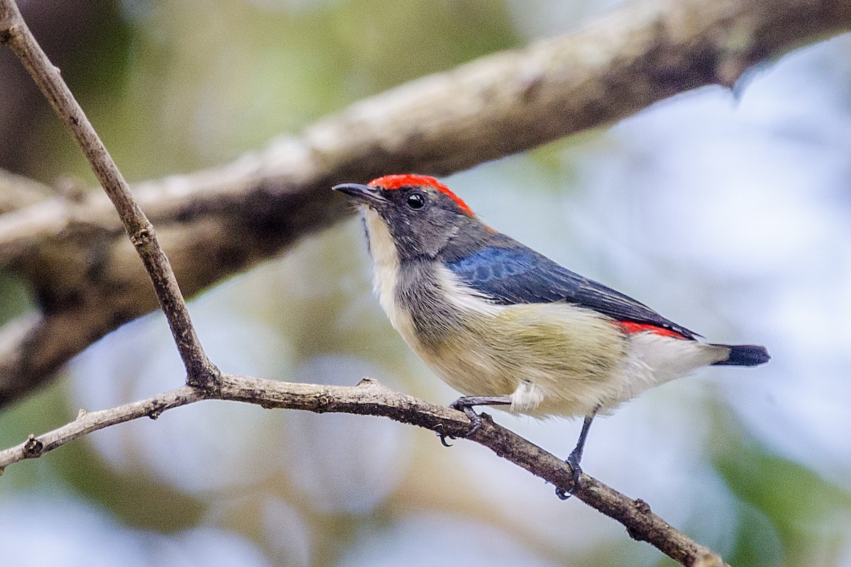 Scarlet-backed Flowerpecker - John Clough