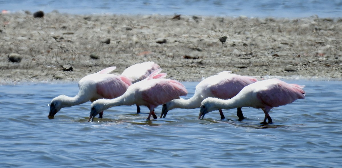 Roseate Spoonbill - ML116313631