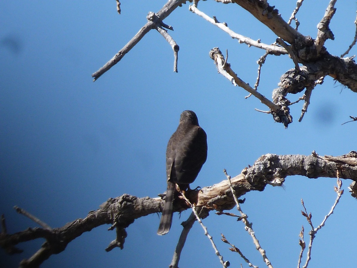 Sharp-shinned Hawk - ML116316111