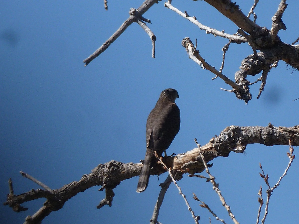 Sharp-shinned Hawk - Doug Kibbe