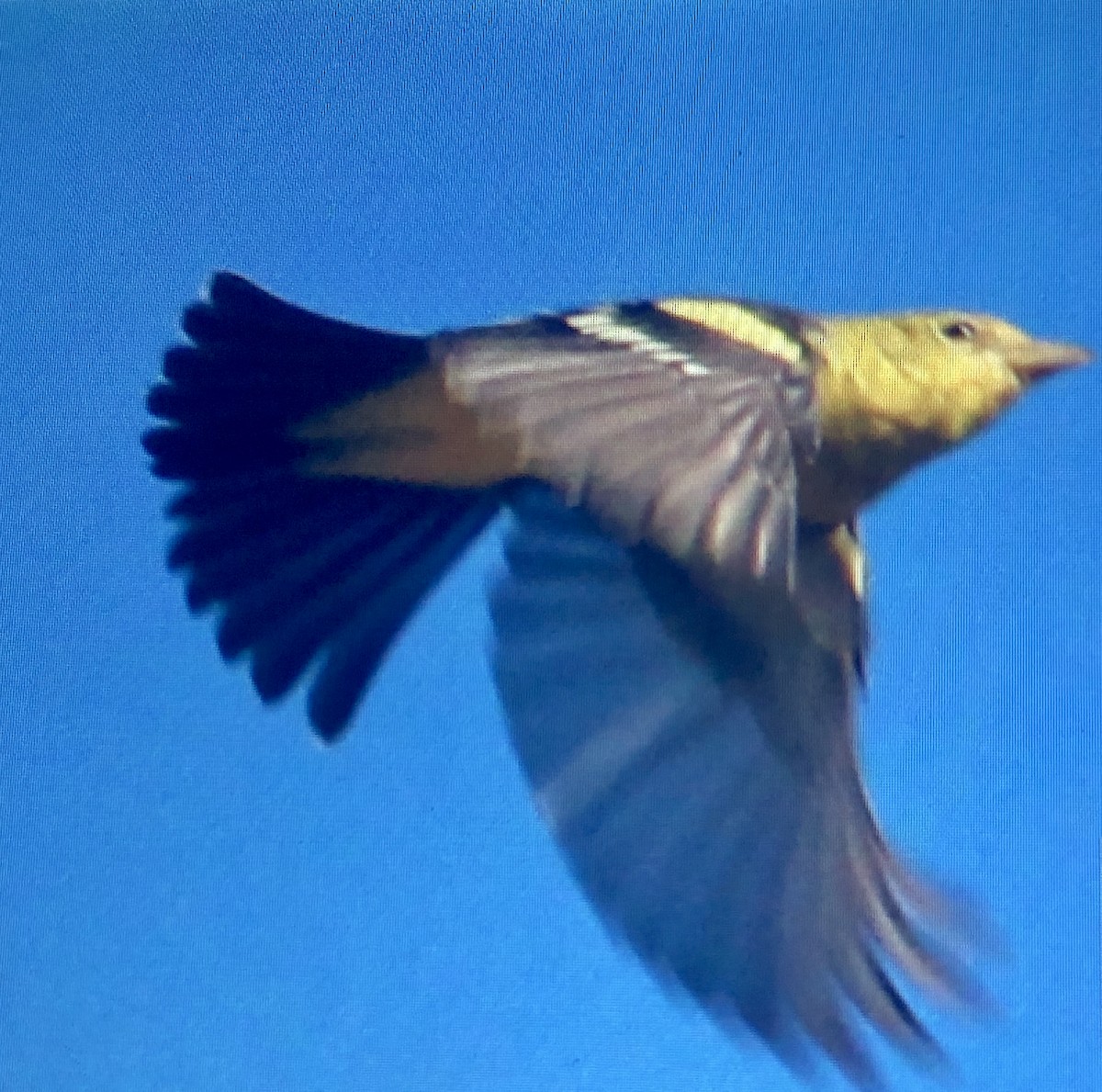 Western Tanager - ML116316981