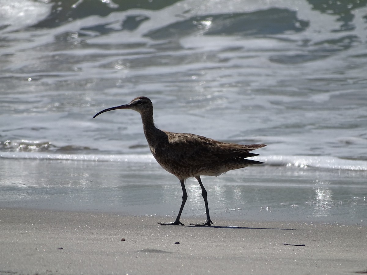 Whimbrel - Yasmin Cerrud Henríquez