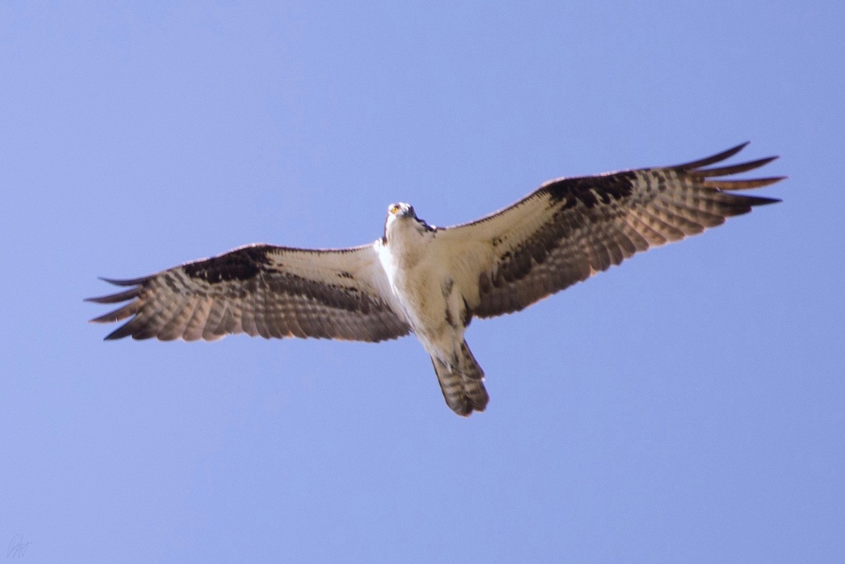 Osprey - ML116317221