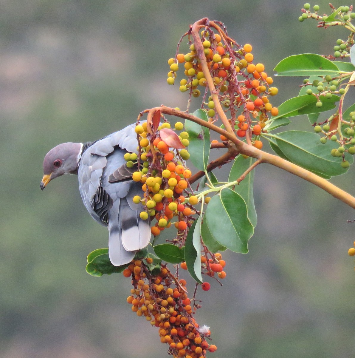Band-tailed Pigeon - George Chrisman