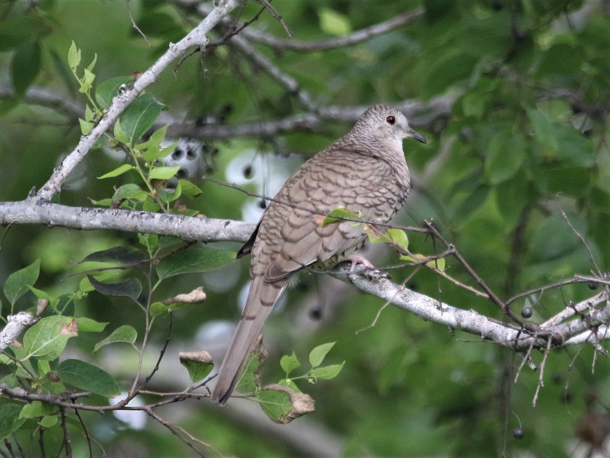 Inca Dove - ML116317581