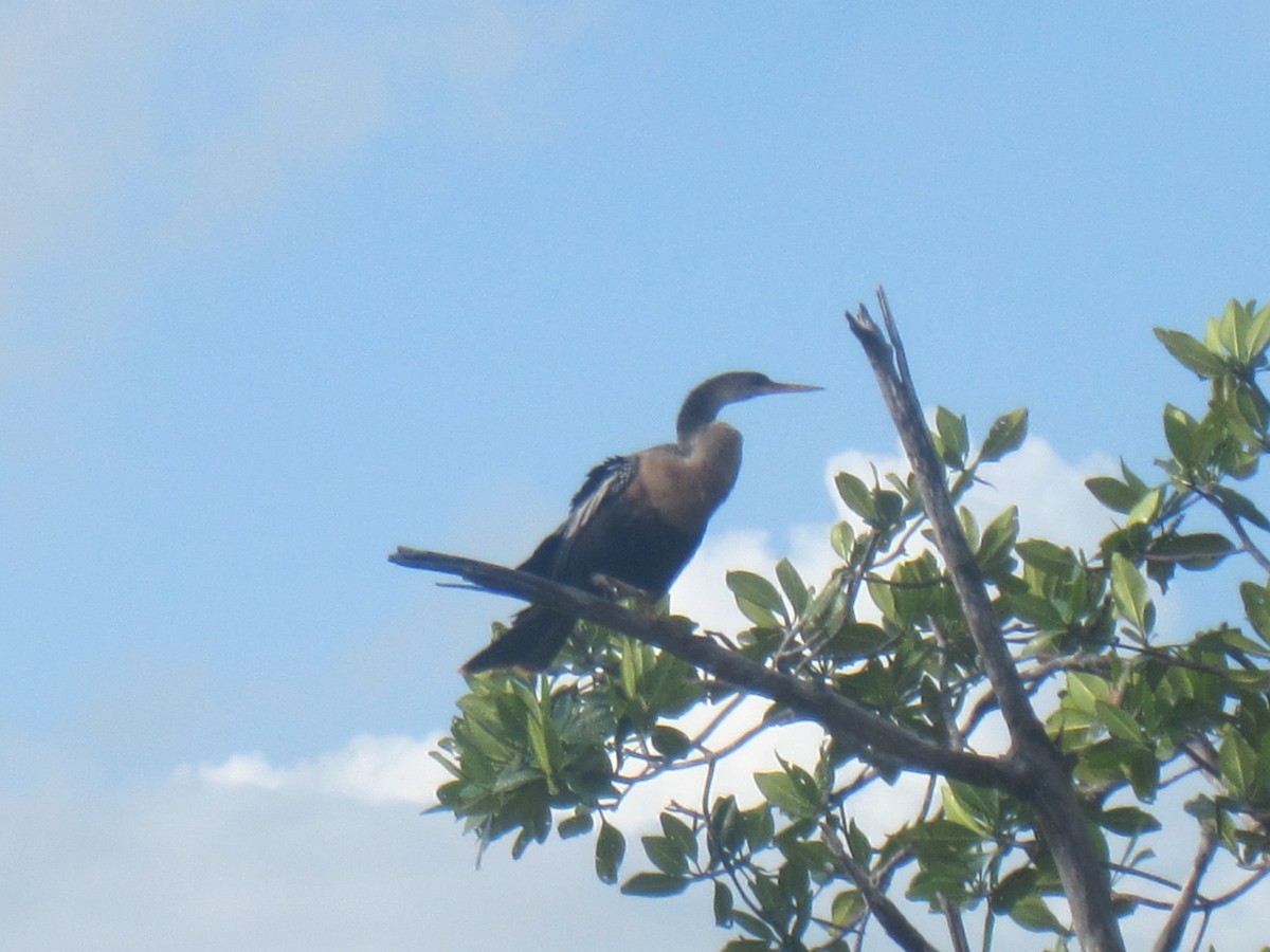 Anhinga - ML116317761