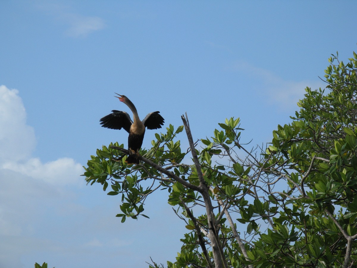 Anhinga - ML116317771