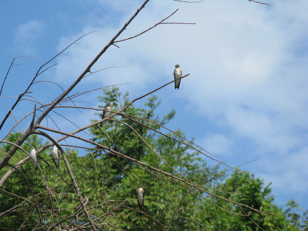 Northern Rough-winged Swallow - ML116317791