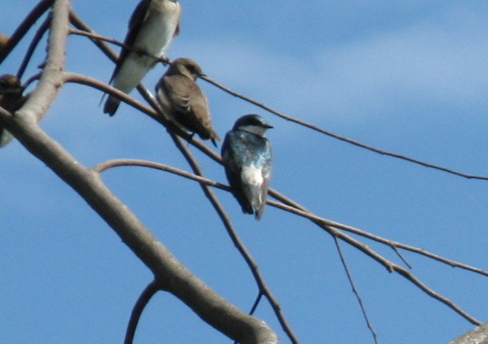 Mangrove Swallow - ML116317911