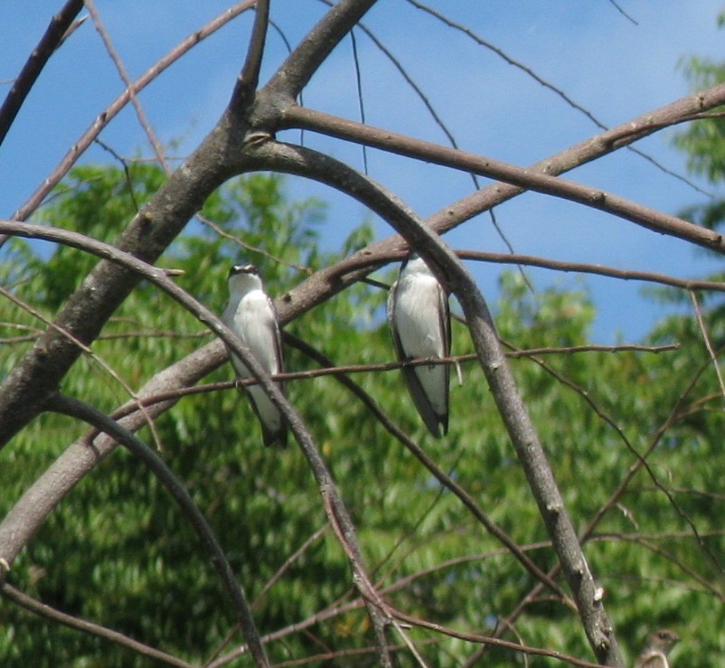 Mangrove Swallow - ML116317921