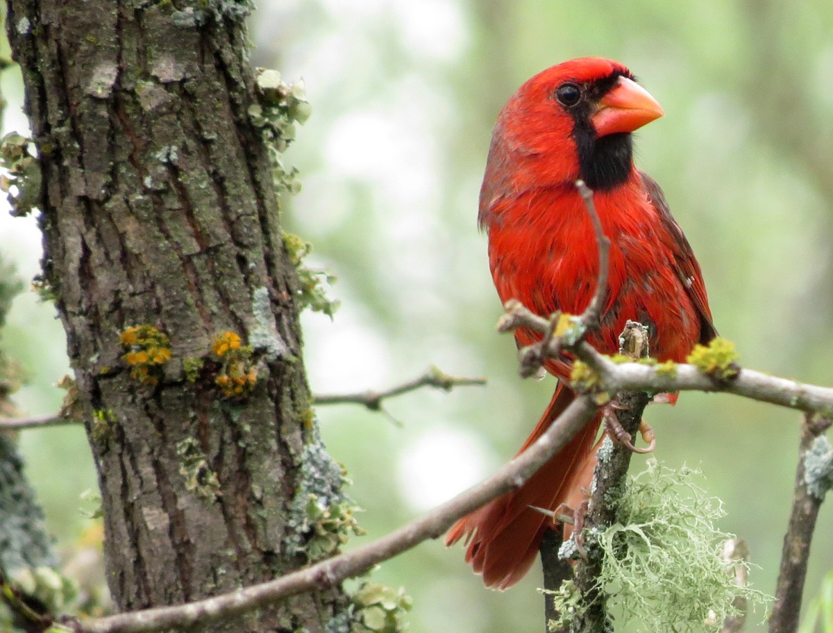 Cardinal rouge - ML116318281