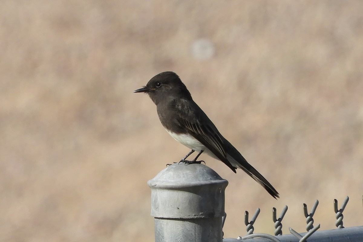 Black Phoebe - Susan Voelker