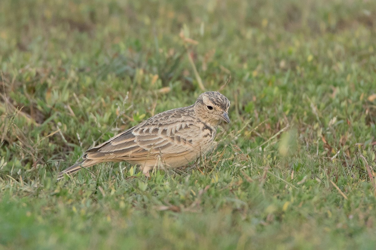 Oriental Skylark - Ayuwat Jearwattanakanok