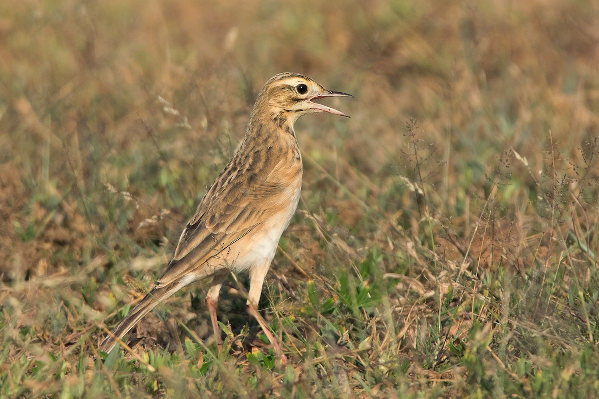 Richard's Pipit - ML116319651