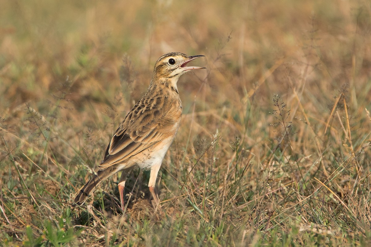 Richard's Pipit - ML116319661