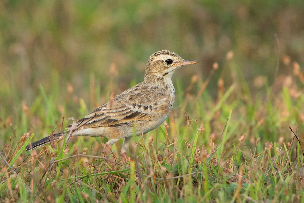 Paddyfield Pipit - Ayuwat Jearwattanakanok
