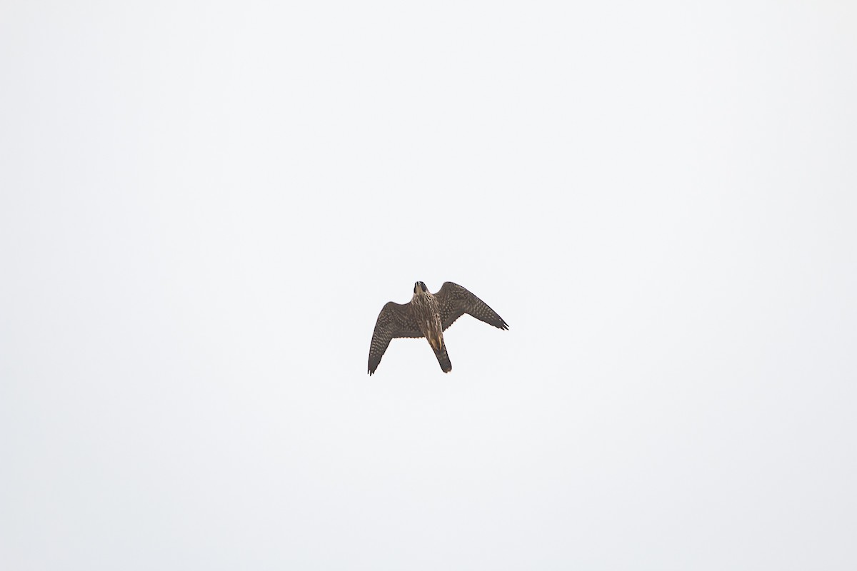 Peregrine Falcon - ML116320971