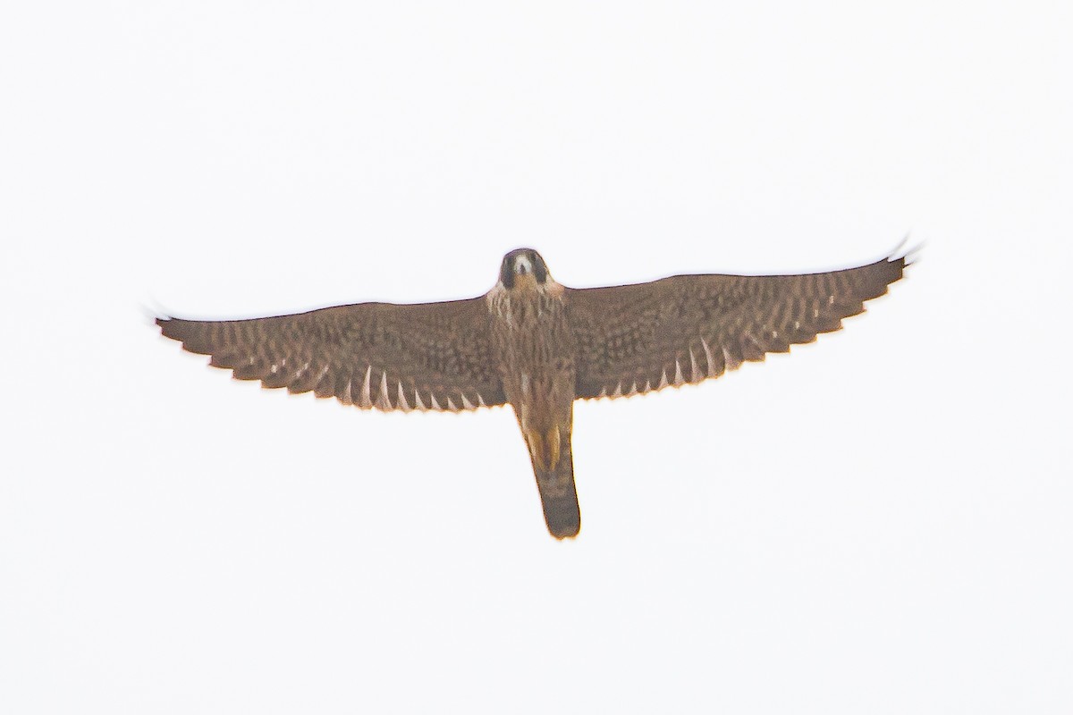 Peregrine Falcon - ML116321001