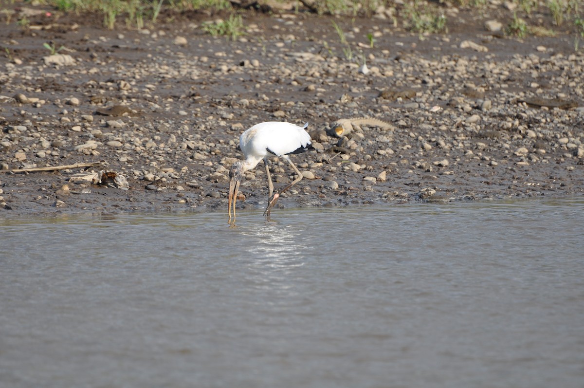 Wood Stork - Steve Landes