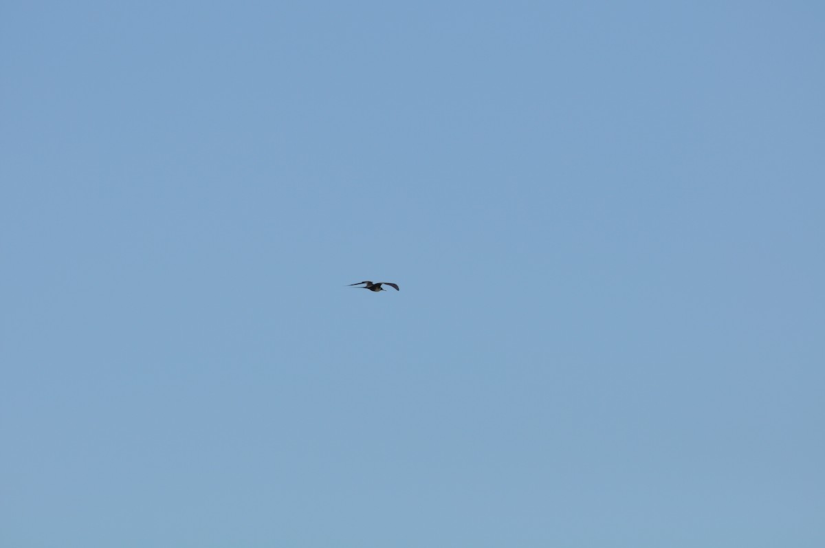 Magnificent Frigatebird - Steve Landes