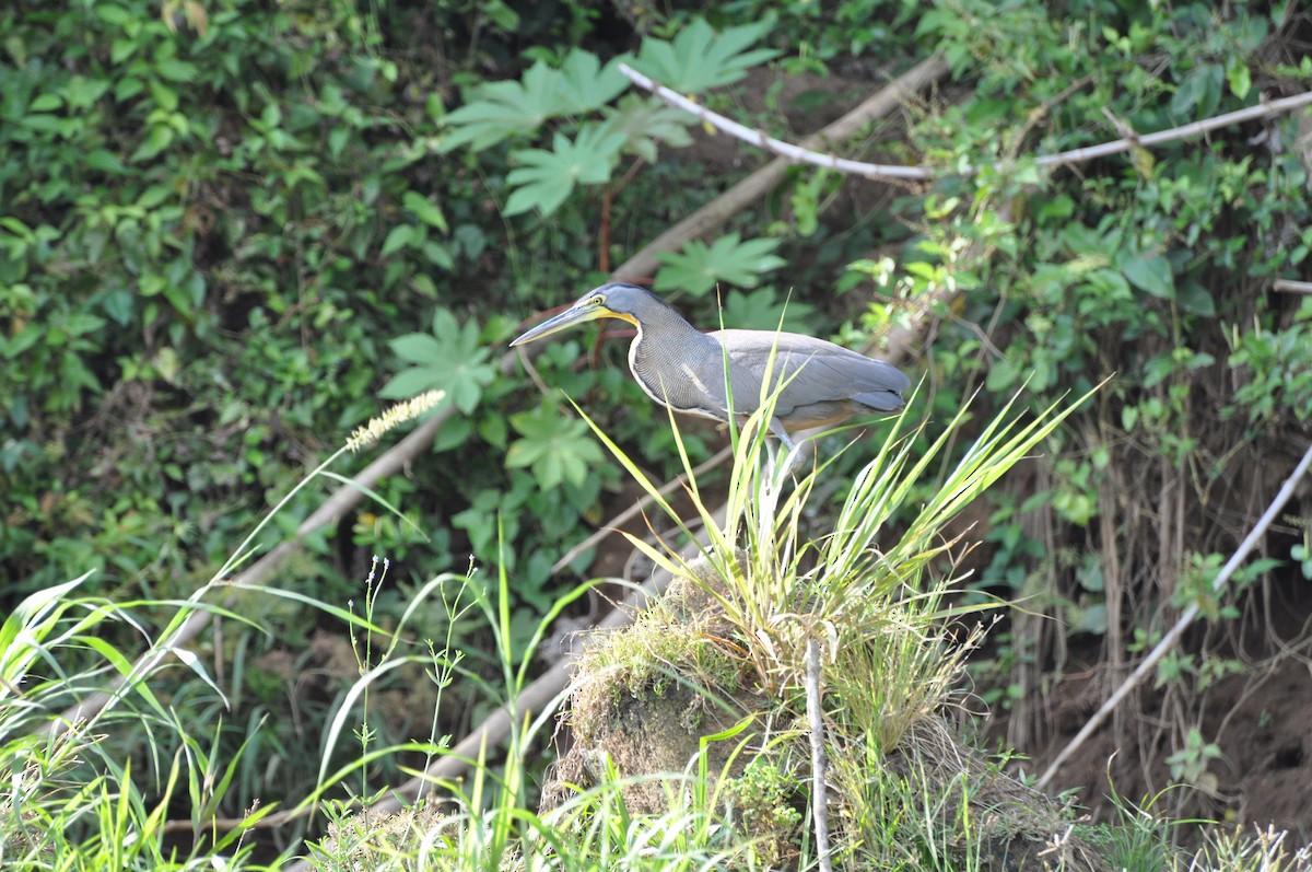 Bare-throated Tiger-Heron - ML116322951