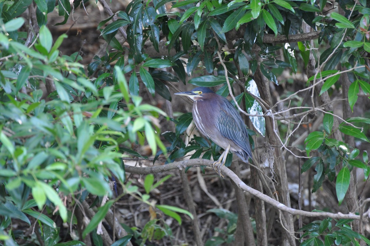 Green Heron - Steve Landes