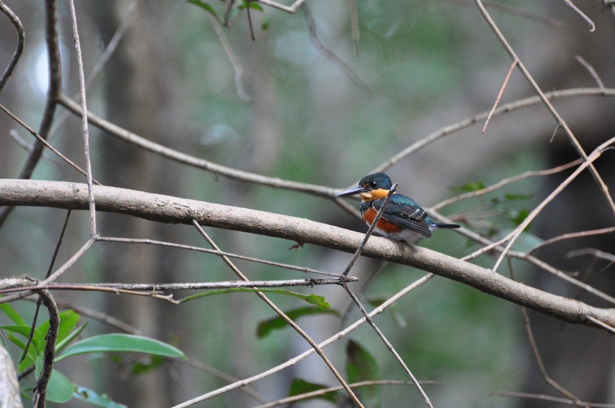 American Pygmy Kingfisher - Steve Landes