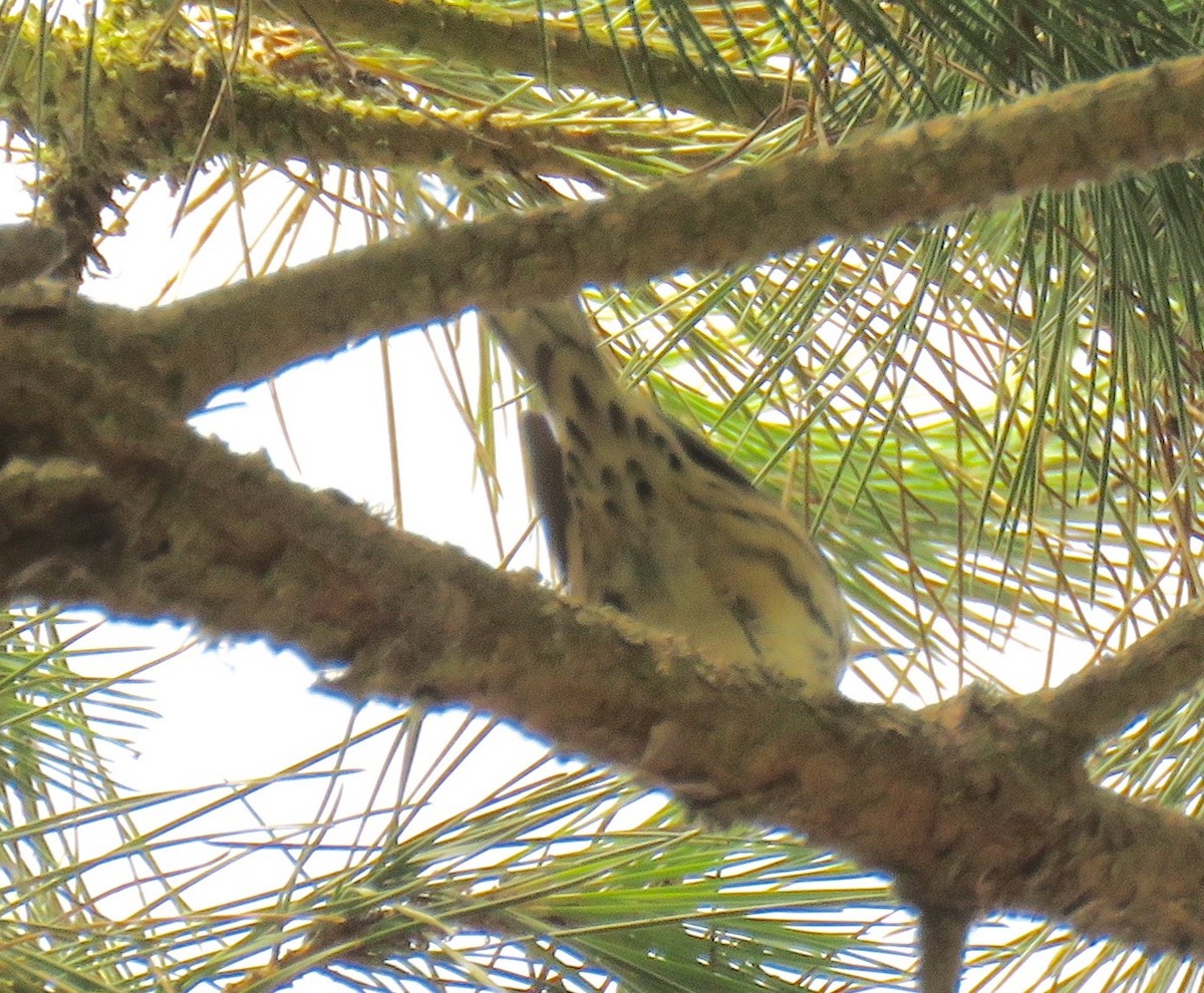 Black-and-white Warbler - ML116323121