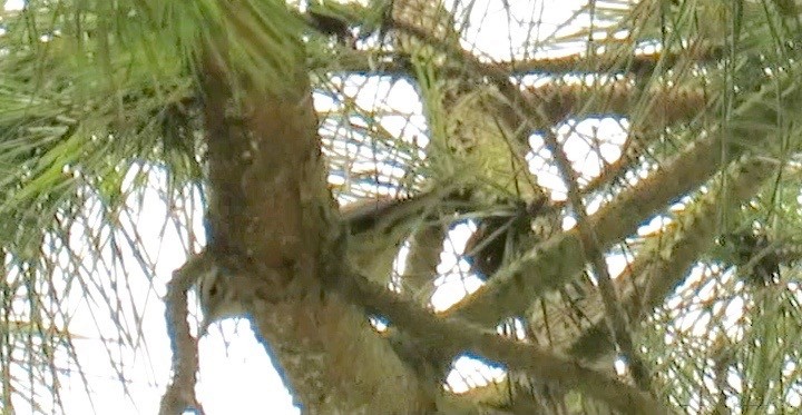 Black-and-white Warbler - ML116323221