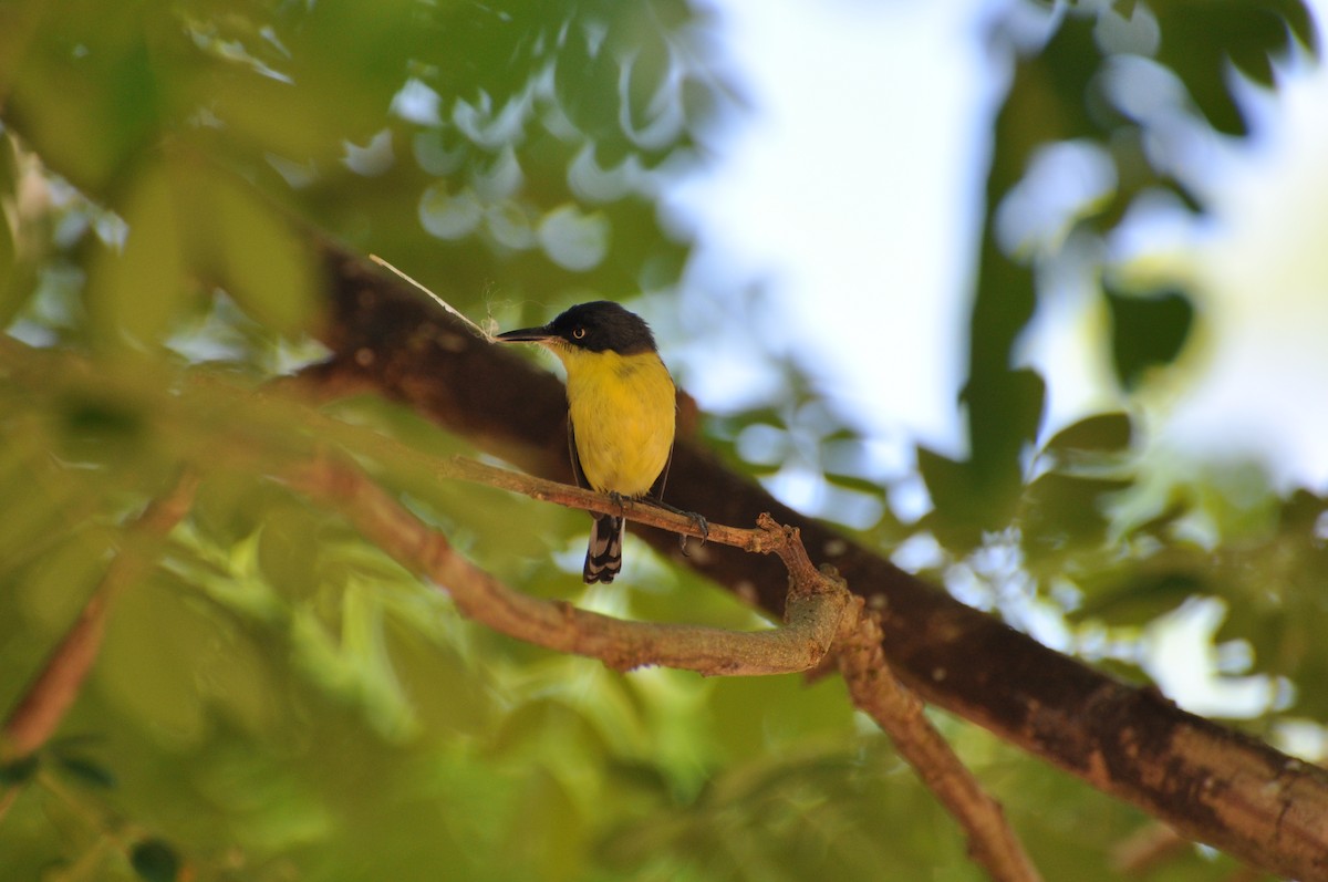 Common Tody-Flycatcher - Steve Landes