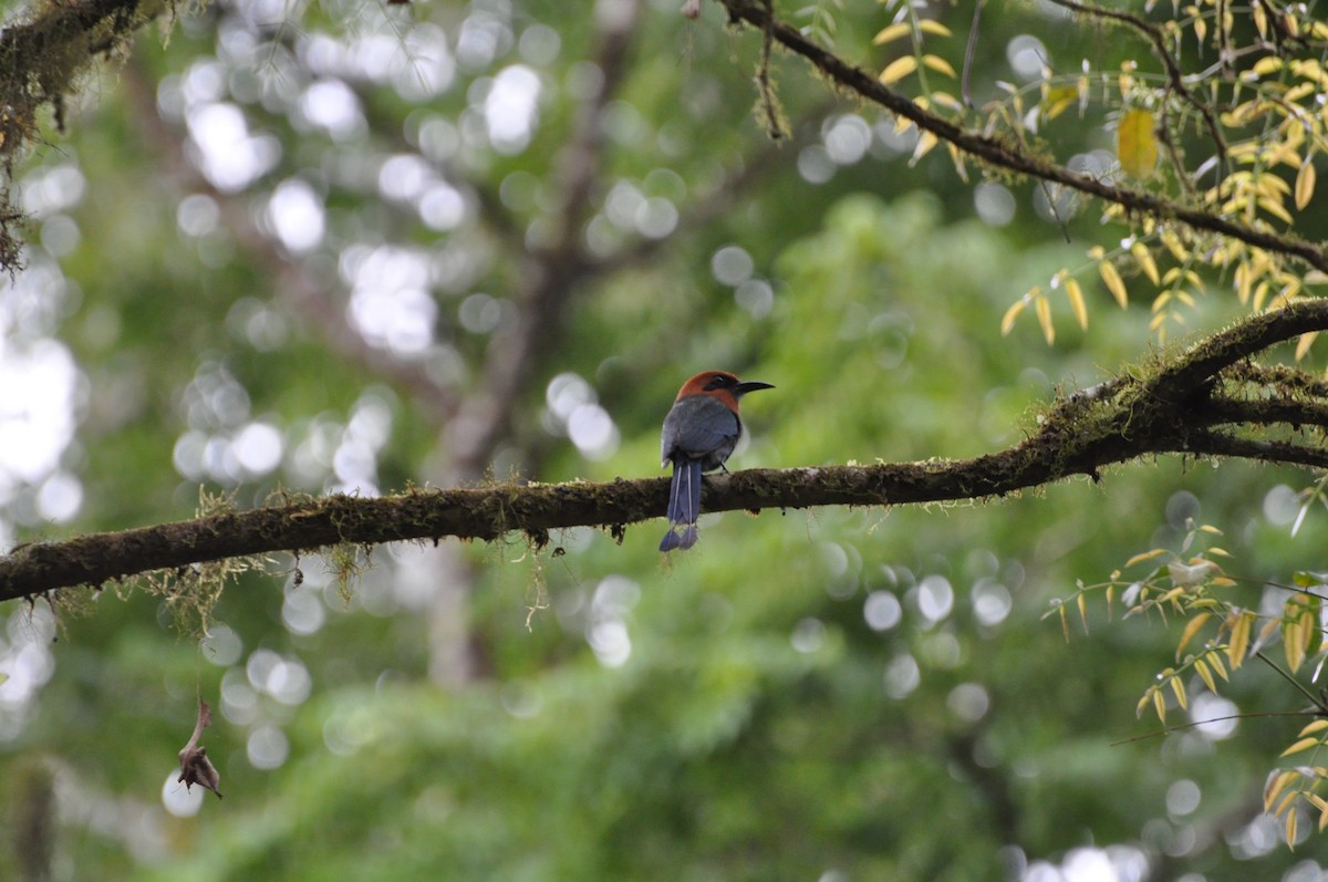 Broad-billed Motmot - ML116324201