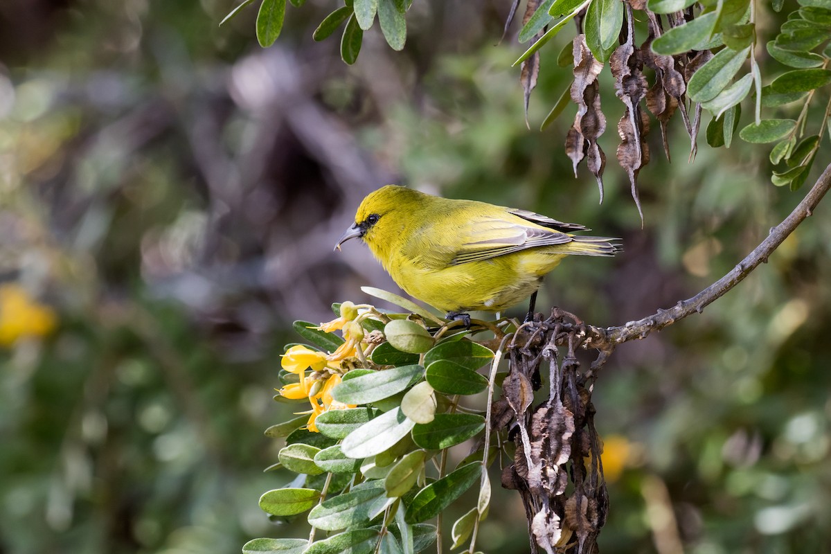 Hawaii Amakihi (Hawaii) - ML116325501