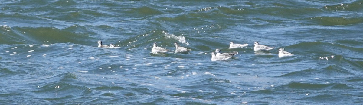 Red-necked Phalarope - ML116325981