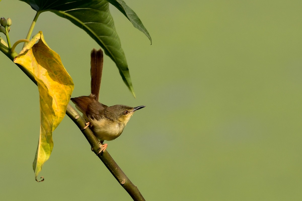 Ashy Prinia - ML116326521