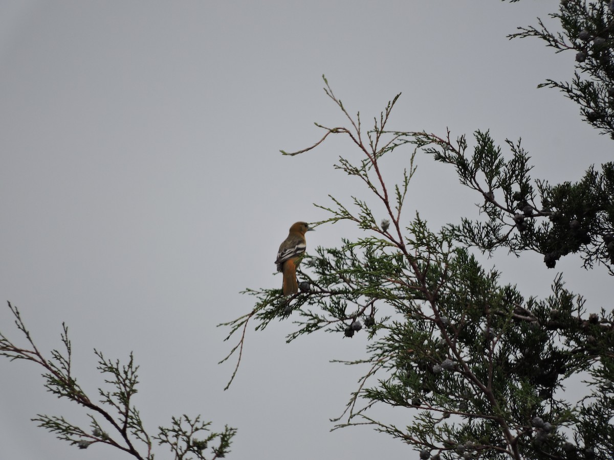 Oriole de Baltimore - ML116327511