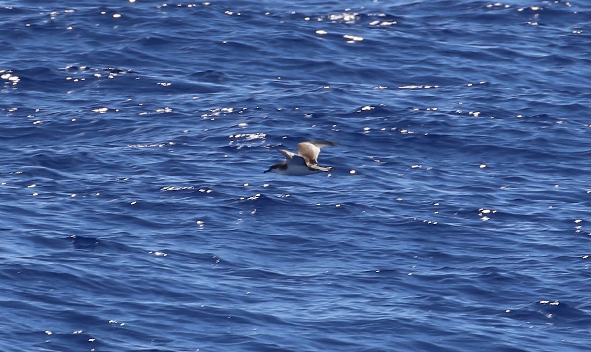 Buller's Shearwater - Joshua Rudolph