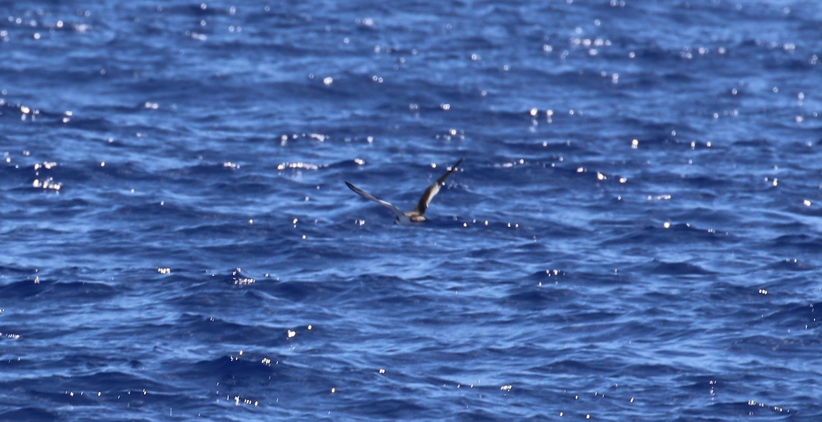 Buller's Shearwater - Joshua Rudolph