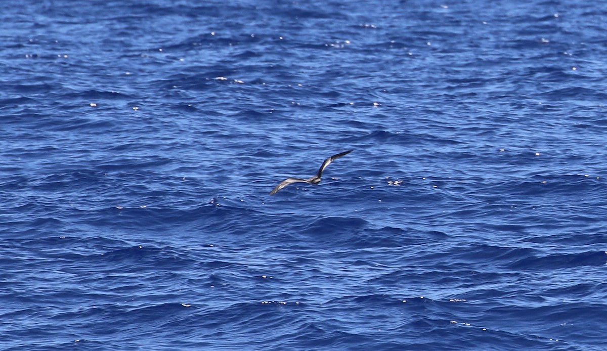 Buller's Shearwater - ML116328631