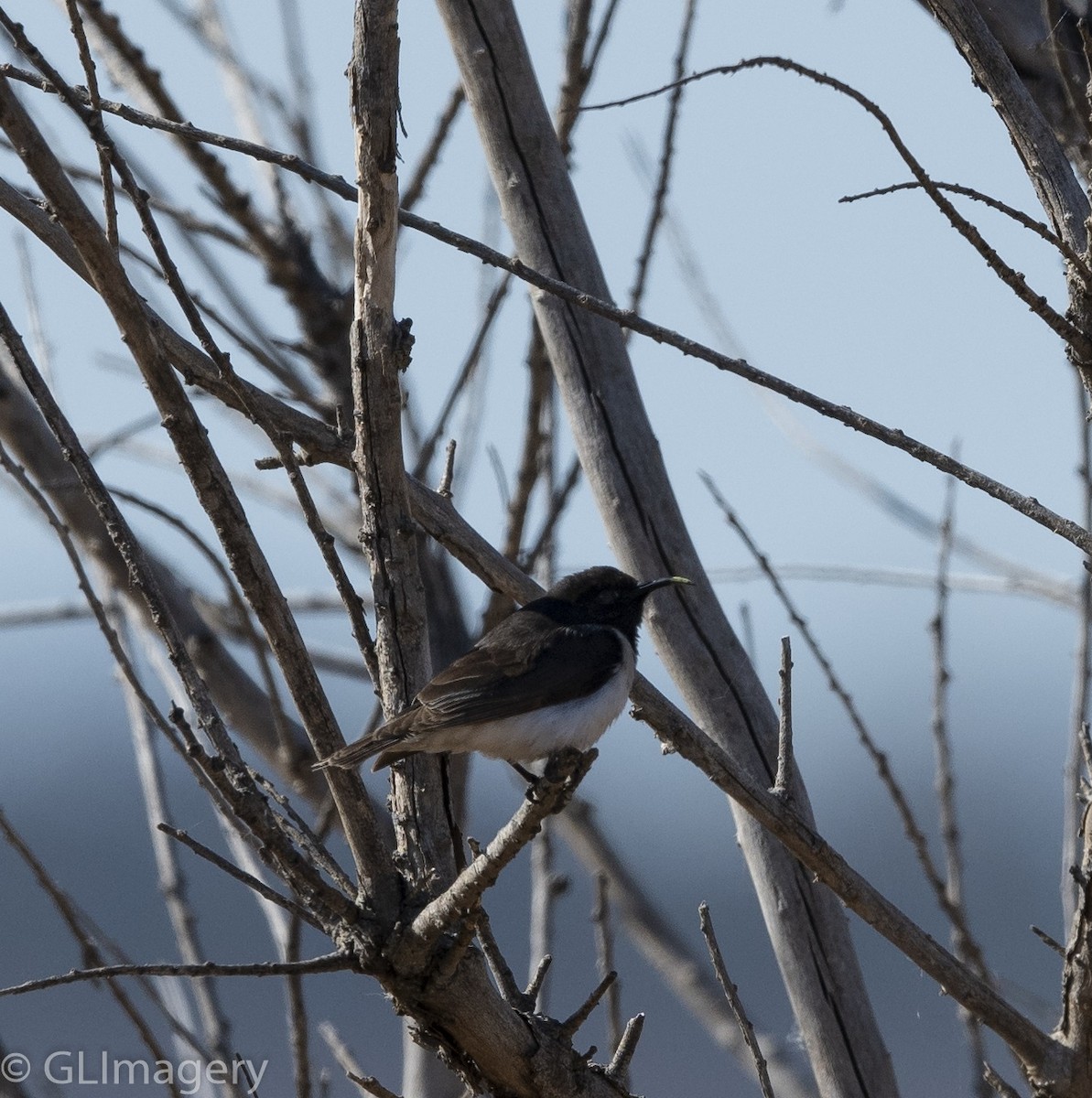 Black Honeyeater - ML116329411