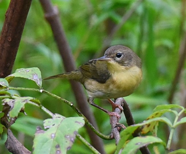 Common Yellowthroat - ML116329671