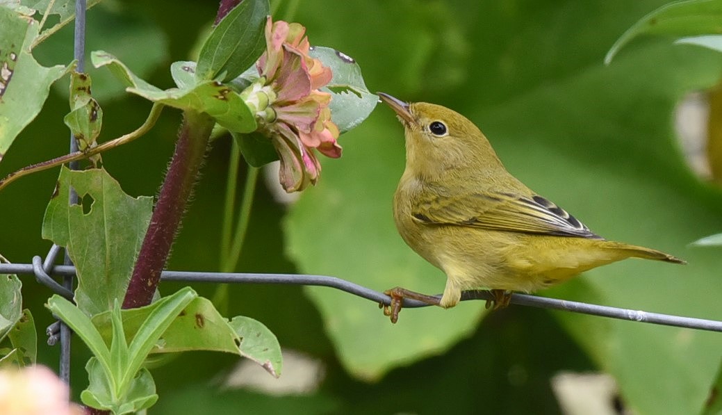Yellow Warbler - ML116329681